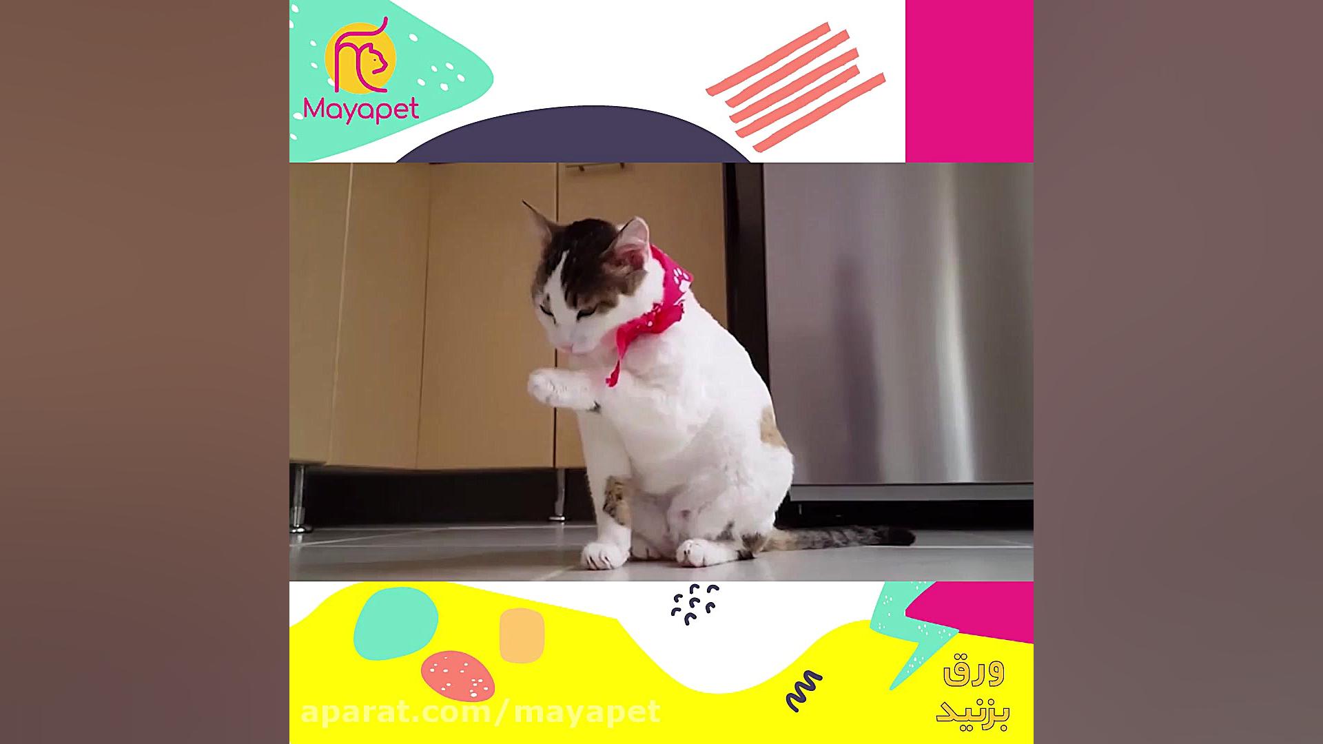 اهمیت غذای تر برای پت ها زمان222ثانیه