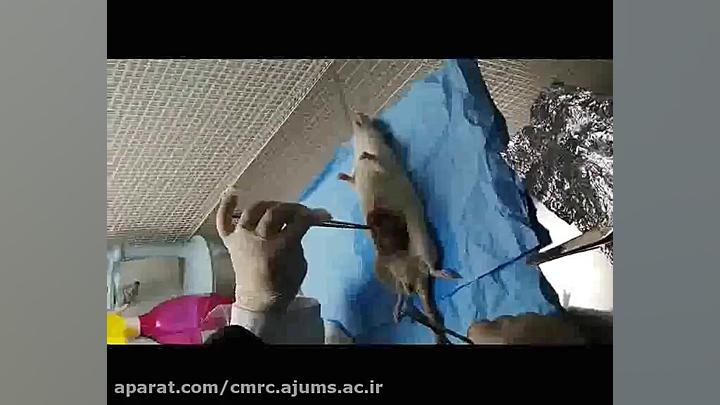 انتقال بافت چربی به لوله فالکون حاوی بافر pbsو انتی بیوتیک دندان پیش
