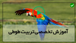 آموزش تربیت طوطی-آموزش تربیت طوطی کاسکو-غذای جوجه طوطی ویدیو اول