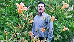 هوره - سیروان کرمی - کلهر