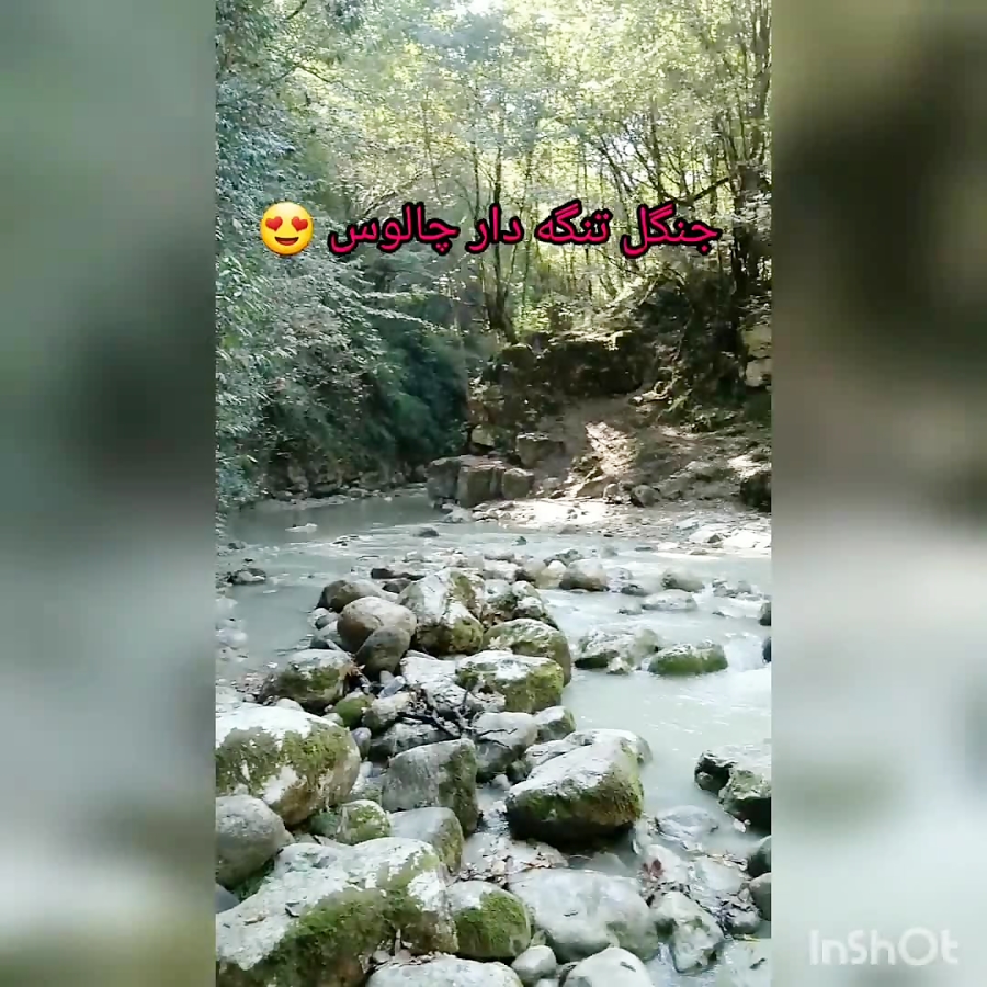 جنگل تنگه دار چالوس جای همه ی شما خالی جنگل تنگه دار چالوس جای همه ی شما خالی