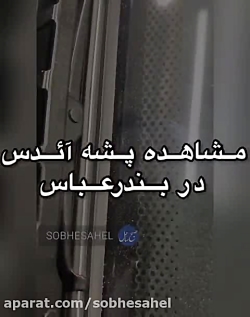 پشه آئدس در بندرعباس
