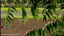 ترانه شاد بندری &quot; چلچله ب...