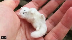 کلیپ کیوت حیوانات خانگی بامزه...