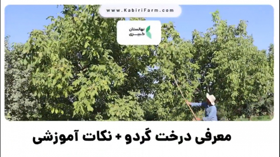 معرفی درخت گردو همراه با نکات اموزشی زمان851ثانیه