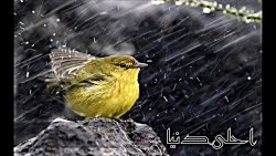 آهنگ عربی  احلى دنیا  الیسا