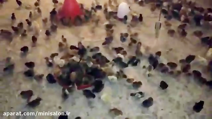 پرورش جوجه مرغ بومی در بستر سالن با معرفی تجهیزات لازم زمان100ثانیه