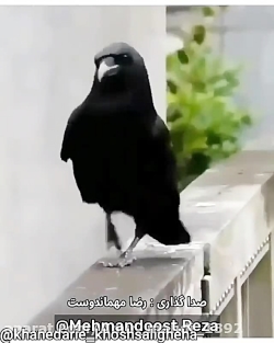 فیلم خنده دار