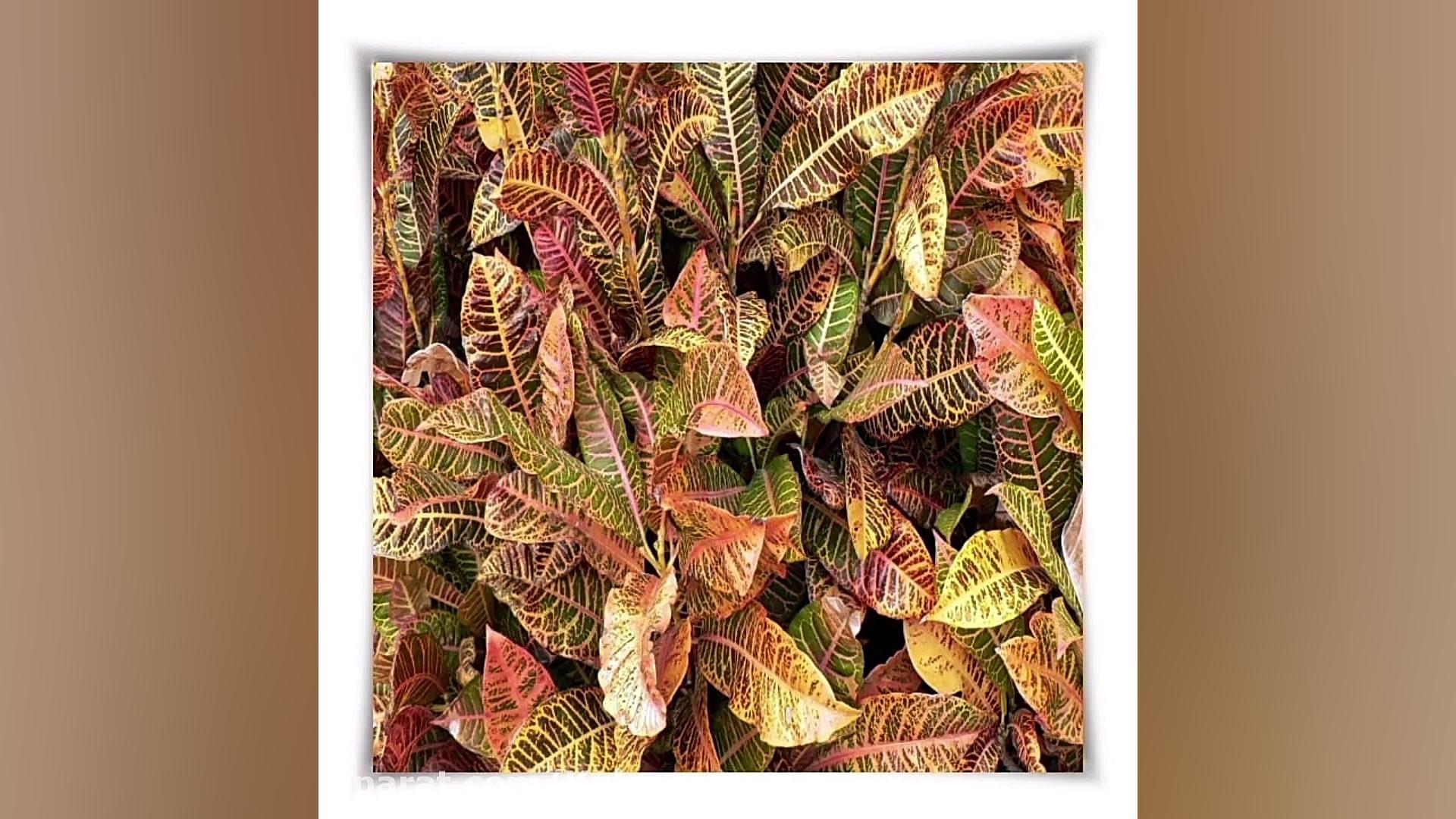 گیاه کروتون زمان29ثانیه