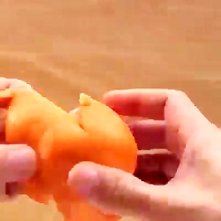 درست کردن عکس حیوانات