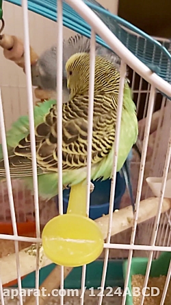 مرغ عشق نر و ماده ^_^