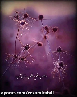 صاحب اختیار قلب من بی&zwnj;تاب...