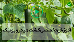 دوره آموزش کشت هیدروپونیک آموز...