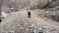 سگا به سحر و نیما حمله کردن. ن...