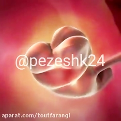 نمایش 9 ماه رشد جنین در چند ثا...