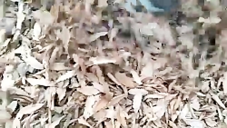 ادامه اطفای حریق در جنگل های گلستان