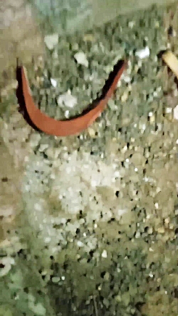 فیلم ترسناک