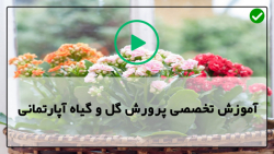 آموزش قلمه زدن گیاهان-پرورش گل و گیاه در خانه-(نگهداری از بونسای فیکوس رتوزا)