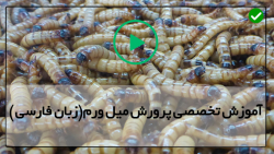 آموزش کارگاه پرورش کرم میل ورم-کرم میلورم- (میل ورم پروتئینی برای آینده)