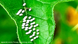 یادگیری زبان انگلیسی برای کودکان:Fun Butterfly Facts for Kids