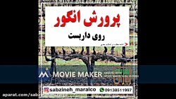 پرورش انگور روی داربست_مشاوره ی واتساپ 09138511997_سبزینه مارال