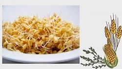 طرز تهیه جوانه گندم و پودر جوا...