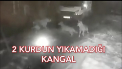 نبرد گرگ ها و سگ ها  دو گرگ با...