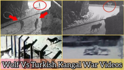 جنگ گرگها و سگهای غول پیکر ||...