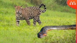 نبرد حیوانات  وقتی اناکوندا با...