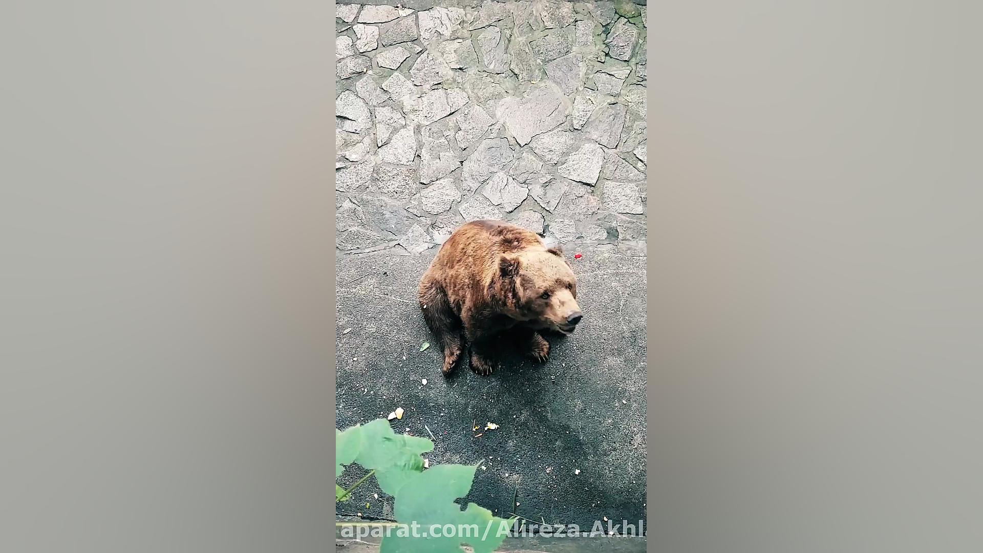پوستر بزرگ