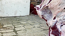 پختن شتر روی آتش به سبک آذربای...