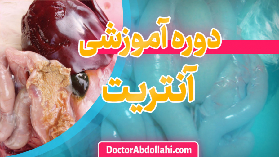 دوره آموزش آنتریت نکروتیک در طیور - دکتر محمد عبدالهی دکتر محمد مهدی عبدالهی (دامپزشک)