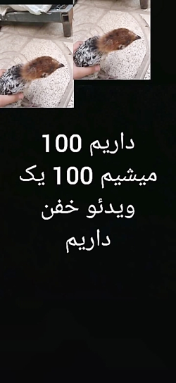 (100 داریم میشیم) {OOoooooooOO} times; times;