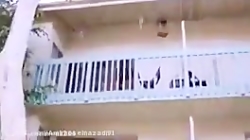 دختر کفشدوزکی و گربه ی سیاه در...