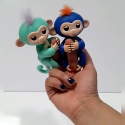 میمون های انگشتی