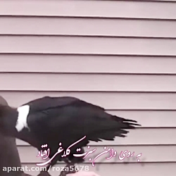 دکلمه عاشقانه شعر کاش از محمد خوش بین