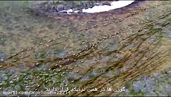 حمله گرگ سفید به گله گوزن ها