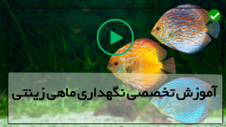 آموزش پرورش ماهی زینتی-دوره تخصصی پرورش ماهی زینتی-نکات درباره ی آب نمک