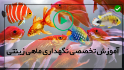 آموزش پرورش ماهی زینتی-روش های نگهداری ماهی زینتی-درآمدزایی ازپرورش ماهی دیسکس