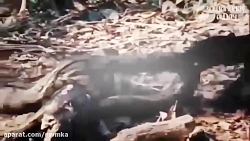 مبارزه ببر و مار