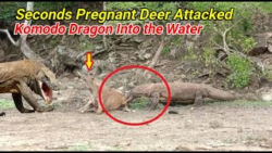 جنگ حیوانات وحشی  حمله اژدهای...