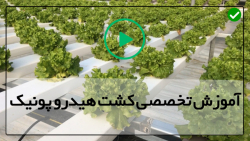 دوره آموزش کشت هیدروپونیک-آموزش جامع کشت هیدرو پونیک-طریقه دانه گذاری