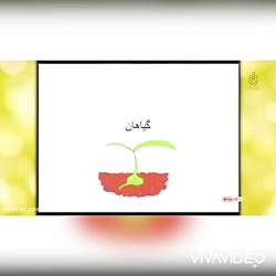سرگذشت دانه
