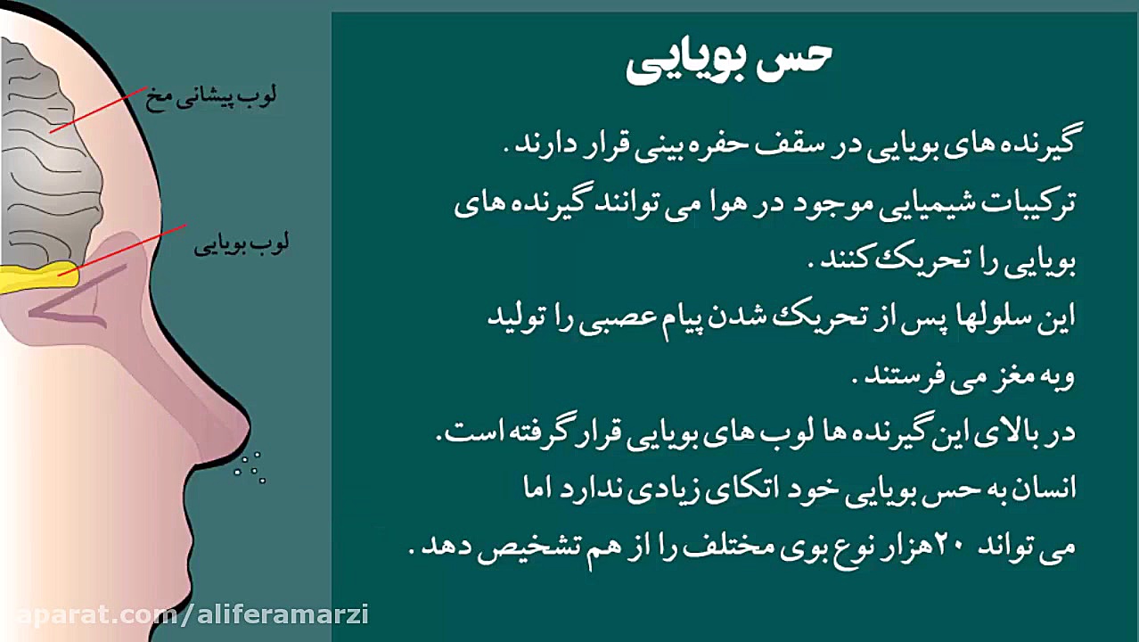 تعریف حس بویایی مینی سریال