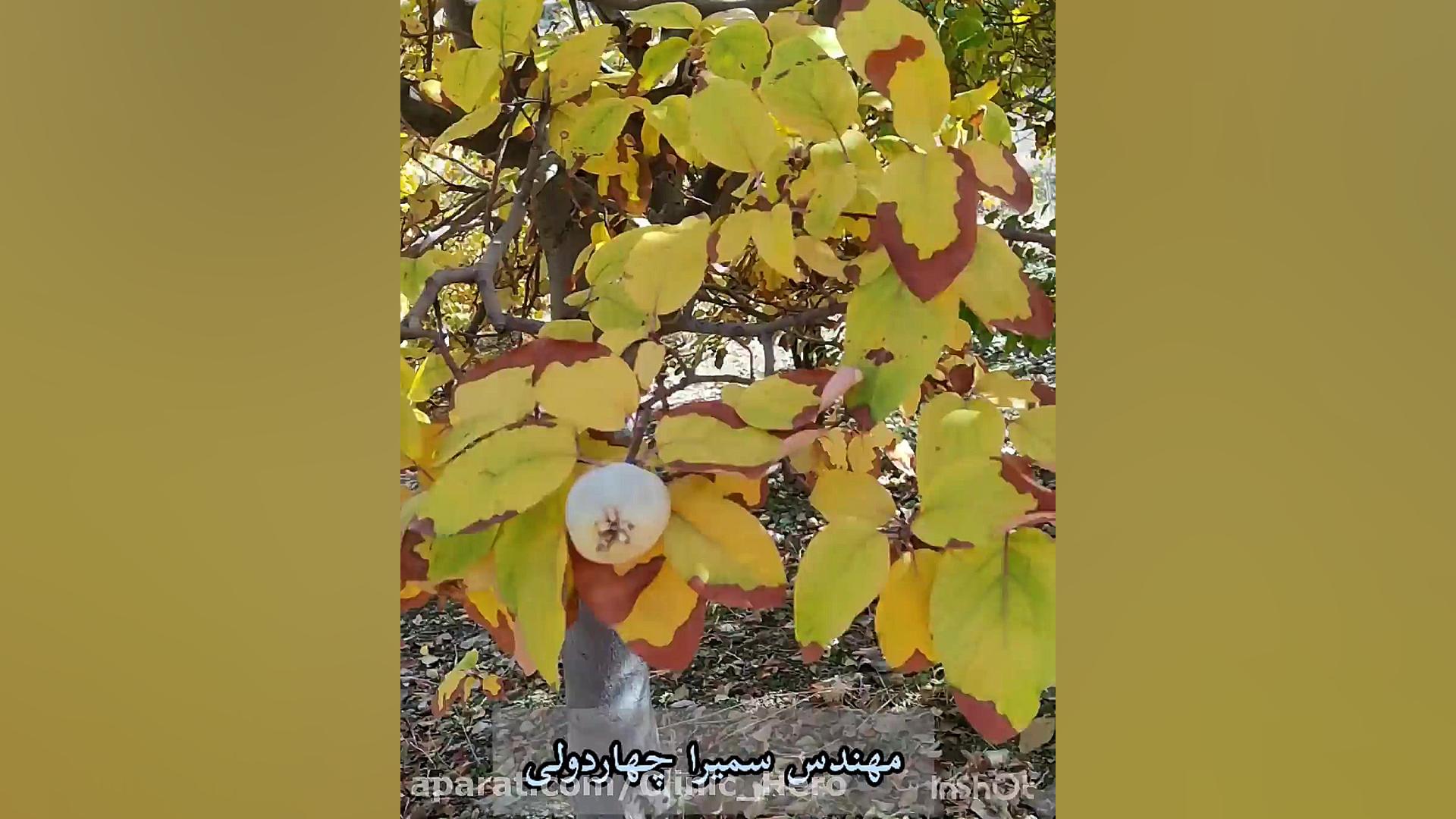 چر ا کود آهن میدم ولی جذب نمیشه؟ لیزر فرکشنال