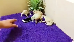 قورباقه ها هم گوشی ول نمیکنن