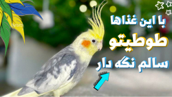 چطور عمر طوطی و عروس هلندی مان را زیاد کنیم ؟! :: تغذیه سالم طوطیسانان