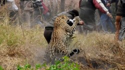 حمله حیوانات وحشی | لحظات گربه...