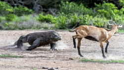 مجموعه شکار های اژده های کومود...