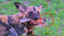 فیلم سگ های وحشی کشتن طعمه توس...